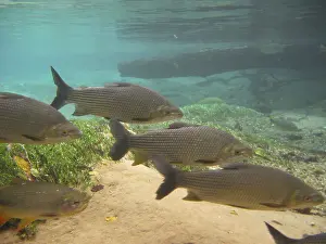 Pisces, Curimbata, Prochilodus lineatus