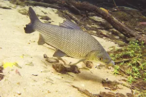 Pisces, Curimbata, Prochilodus lineatus