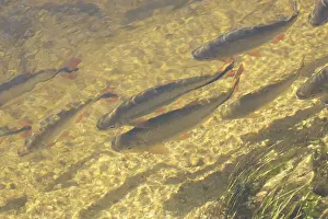 Pisces, Piraputanga, Pantanal, Mato Grosso do Sul