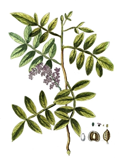Pistacia terebinthus, turpentine pistachio