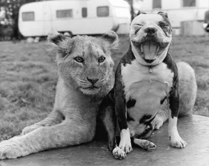 Pitbull with lion, England, Great Britain