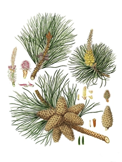 Pitch pine, Pinus rigida, tree, digitally enhanced reproduction of an original by Aylmer Bourke Lambert (1761 - 1842), English botanist, published around 1810