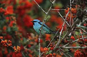 Pitpit, blue dacnis (Dacnis cayana)