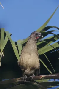 Plain Chachalaca (Ortalis vetula)