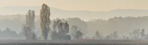 Plain landscape with trees and forest in autumn