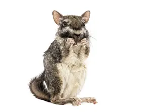 Plains viscacha Lagostomus maximus