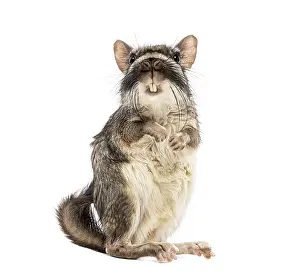 Plains viscacha Lagostomus maximus