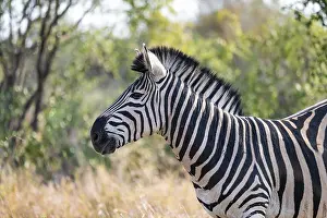 Plains zebra (Equus quagga), adult