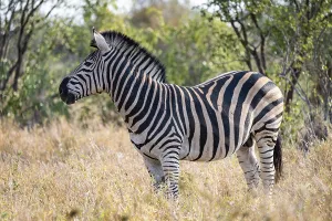 Plains zebra (Equus quagga), adult