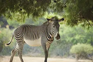 Plains zebra (Equus quagga) in the dessert