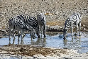Plains zebra, Equus quagga, Etosha National Park