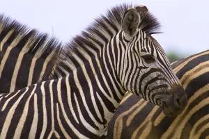 Plains Zebra (Equus quagga), foal