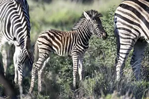 Plains zebra (Equus quagga) foal