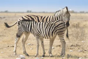 Plains Zebra (Equus quagga) with foal