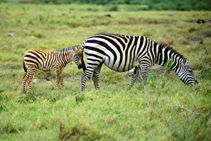 Plains zebra (Equus quagga) with foal in Amboseli National Park