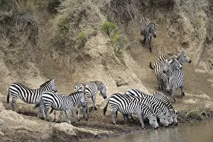 Plains zebra (Equus quagga), herd during migration