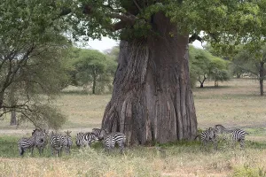 Plains zebra (Equus quagga) or horse zebra