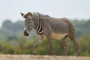 Plains zebra (Equus quagga) and Impala (Aepyceros melampus)