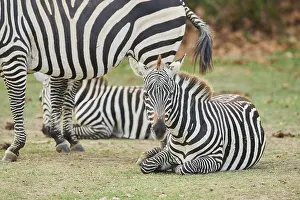 Plains zebra (Equus quagga) lying in the dessert