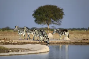 Plains zebra (Equus quagga) at the Nxai Pan waterhole