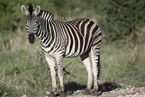 Plains zebra (Equus quagga) with oxpecker