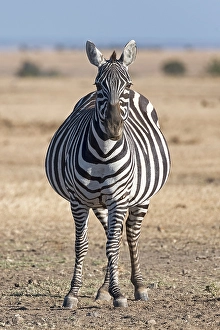 Plains zebra (Equus quagga), pregnant mare