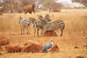 A plains zebra (Equus quagga) rubs against a rock in the Ngutuni Wildlife Conservancy in Kenya