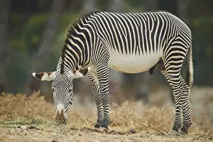 Plains zebra (Equus quagga) standing in the dessert