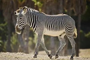 Plains zebra (Equus quagga) standing on the ground