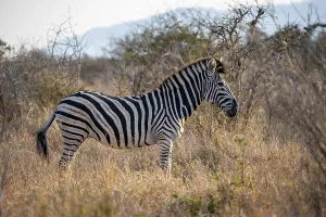 Plains zebra (Equus quagga) in tall grass