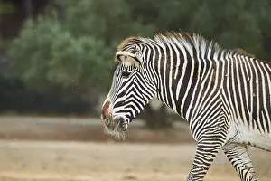 Plains zebra (Equus quagga) walking in the dessert