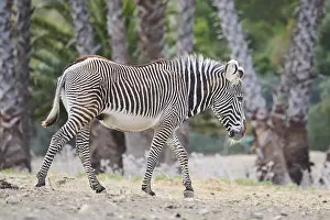 Plains zebra (Equus quagga) walking in the dessert