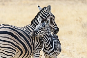 Plains Zebra (Equus quagga) with young