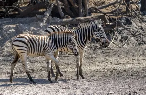 Plains zebra (Equus quagga), two zebras