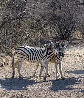 Plains zebra (Equus quagga), two zebras cuddling