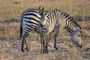 Plains Zebra of the subspecies crawshay's zebra (Equus quagga crawshayi)