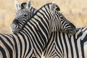 Plains Zebras or Burchell's Zebras (Equus burchelli)