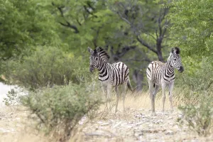 Plains Zebras or Burchell's Zebras (Equus quagga)