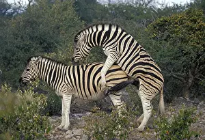 Plains zebras (Equus burchelli) mating