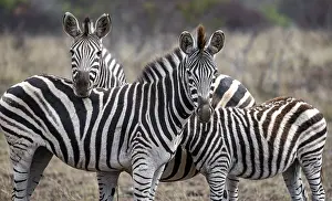 Plains zebras (Equus quagga), two adults with young