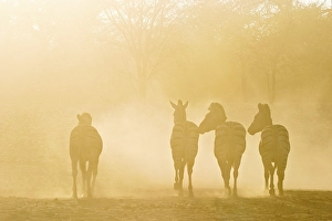 Plains Zebras (Equus quagga burchelli) in the dusty backlight in the dry riverbed