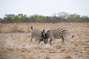 Two plains zebras (Equus quagga) fighting