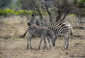 Plains zebras (Equus quagga), mother and young