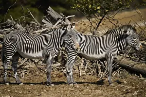 Plains zebras (Equus quagga) standing on the ground