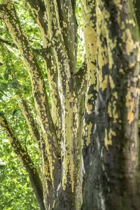 Plane trees, Platanus x acerifolia