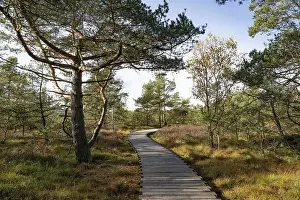 Plank path through the Black Moor