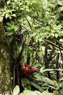 Framed Print : Plant, Bromelia, Serra do Mar State park