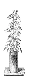 Plant culture, historical illustration from: Theodor Lange