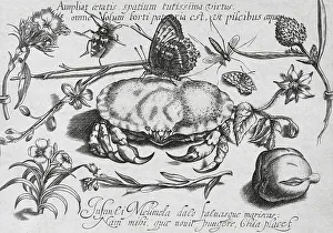 Plant and insect still life with crab