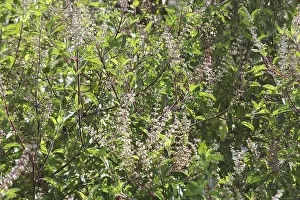 Category Historic EN Prints: Plant, Tulsi or Holy Basil Ocimum sanctum